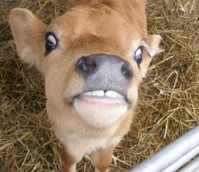 Where Does Your Leather Come From?