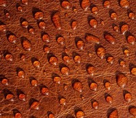 Water Stains: What They Are and What to do About Them