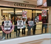 Los Angeles Fur BAN!